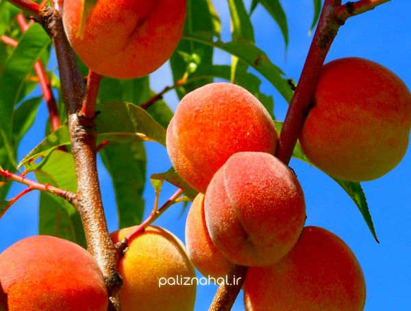 بهبود بینایی تا کاهش التهاب از فواید یک میوه تابستانی