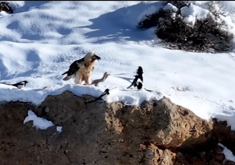 بازگشت همای سعادت به بام ایران