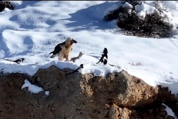 بازگشت همای سعادت به بام ایران