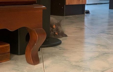 گربه متین ستوده در خانه اش + عکس