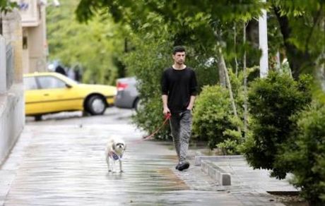 دادستان همدان: سگ‌گردانی ممنوع است