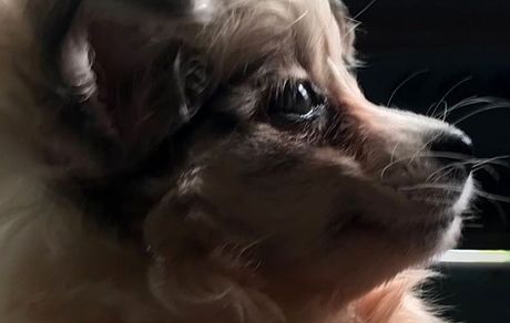 سگ جدید برزو ارجمند + عکس