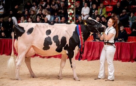 نمایی از نمایشگاه سنتی گاوهای شیرده در آلمان
