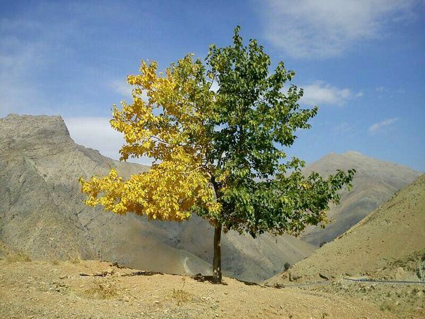 درختی که یک طرفش تابستان و یک طرفش پاییز است