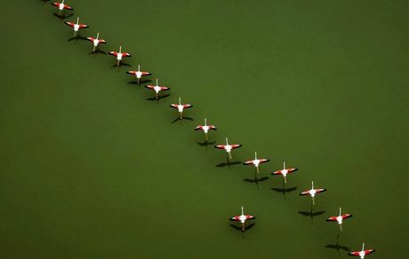 تصویری جالب از فلامینگوهای میانکاله