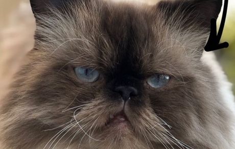 گربه اشکان خطیبی با اسمی عجیب + عکس