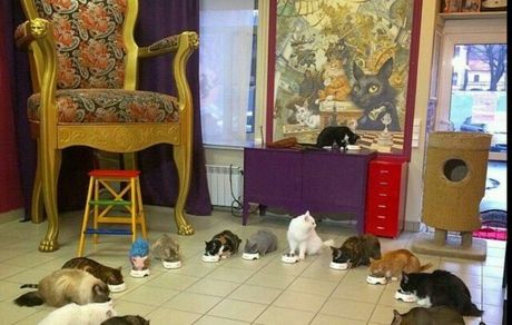 گربه‌های موزه هرمیتاژ