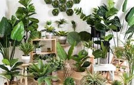 مناسبترین گیاهان برای پرورش در آپارتمان + عکس