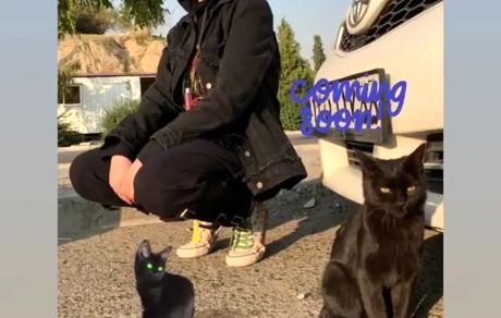 گربه سیاه ترلان پروانه + عکس