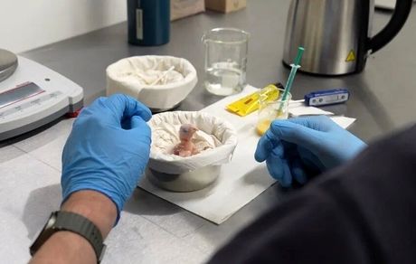 عکسی از تولد اولین جوجه نادرترین طوطی جهان 