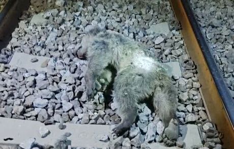 عکسی دردناک از تلف شدن دو توله خرس بر اثر برخورد با قطار