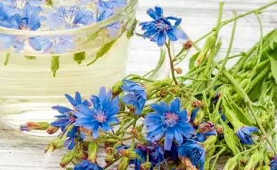 معجزهای به نام عرق کاسنی/فواید عرق کاسنی را میدانید؟