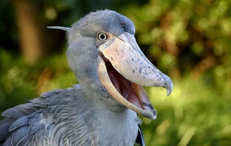 تصویری از ترسناکترین پرنده جهان