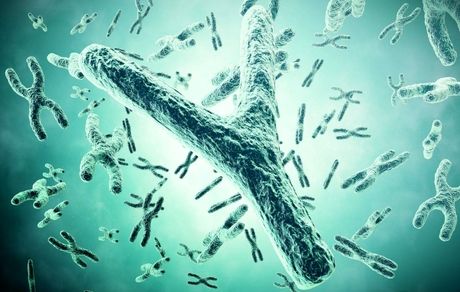 ناپدیدشدن کروموزوم Y به معنای انقراض مردان است؟