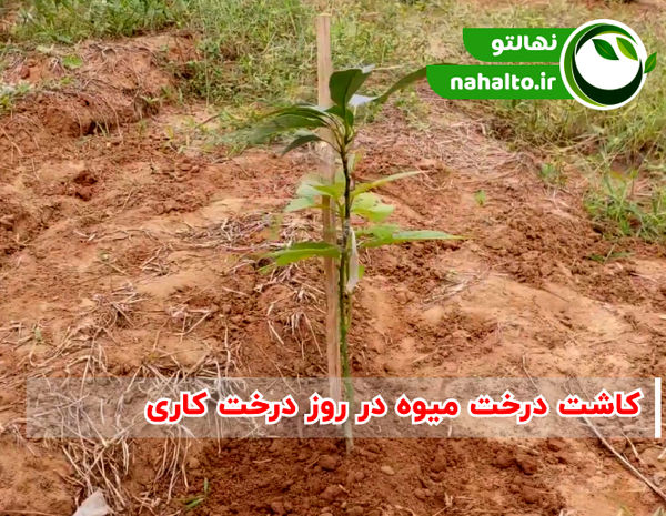 روز درختکاری چه روزی است؟ معرفی بهترین درختان برای کاشت

