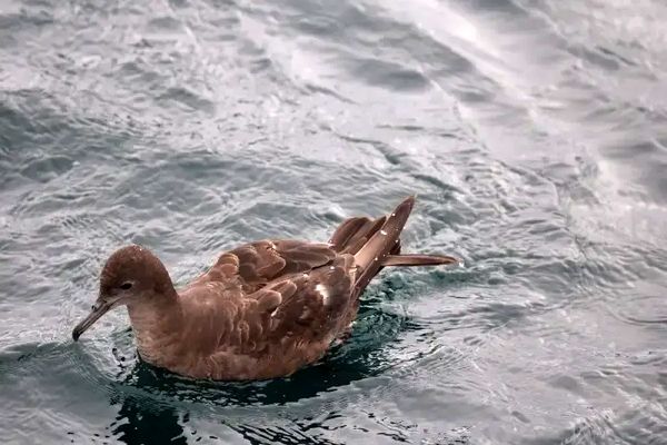 مشاهده کبوتر دریایی دم‌کوتاه برای نخستین بار در ایران