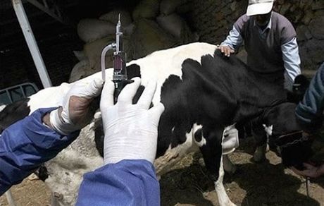 به زودی؛ توزیع واکسن داخلی تب برفکی 