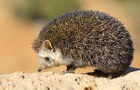 بلال‌خوردن بامزه یک جوجه‌تیغی را ببینید