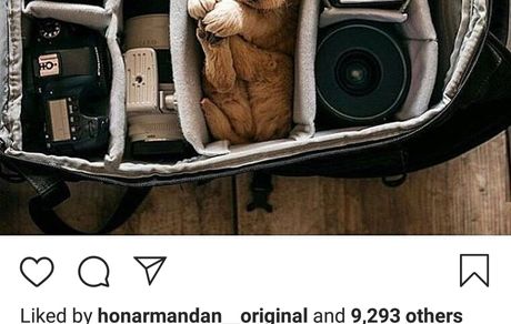 سگ و عکاسی سوژه جدید دنیا مدنی + عکس