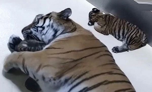 فیلمی جالب از تولد دو توله ببر سیبری کمیاب